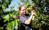 Trồng mỳ chả khá lên được, chị nông dân Kon Tum trồng thứ cây ra trái giàu vitamin C, thu ngay trăm triệu
