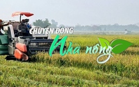 Chuyển động Nhà nông 18/3: Những “cánh đồng không dấu chân” ở Cẩm Giàng (Hải Dương)