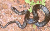 Việt Nam phát hiện một loài rắn mới chưa từng được công bố trước đó ở Đắk Nông