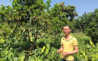 "Liều" trồng rau dại đặc sản trong vườn cà phê theo kiểu "lười", ai ngờ anh nông dân Lâm Đồng lại trúng