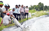 Một cái ao nuôi tôm ở Trà Vinh đem thả cá rô phi ngoại, con nào cũng bự, bắt bán được hơn 5 tấn