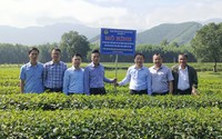 Hội Nông dân Việt Nam hỗ trợ HTX ở Nghệ An sản xuất chè theo chuỗi giá trị, thu nhập tăng 15%