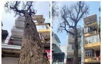 Vụ chặt cây sao đen ở Lò Đúc, Hà Nội: Thêm cây có dấu hiệu chết khô trước nhà cao tầng