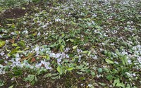 Xuất hiện mưa đá rơi xối xả ở Sơn La, rau màu dập nát, mận hậu Mộc Châu rụng la liệt mặt đất