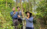 “Cây thoát nghèo” nhiễm bệnh lạ, tự nhiên rụng hết lá, người dân một huyện của Quảng Ninh lo lắng không yên
