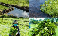 Loại rau sạch nhất Việt Nam, tưới nước giếng cổ 5.000 năm, rau sẽ chết nếu trồng nước bẩn