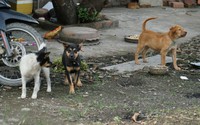 Sớm ban hành quy định quản lý chó, mèo trên địa bàn TP.HCM là cần thiết
