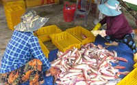 Vì sao loài cá biển ở Quảng Ngãi do dân câu bủa lại bán được giá cao hơn so với cách đánh bắt khác?