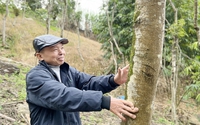 Một nông dân Lào Cai trồng thứ "cây tiền tỷ" gì mà ví như "chôn kho báu" trong rừng, thương lái cứ gạ mua?