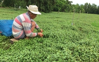 Chỉ trồng thứ rau gia vị mà người ta hay ăn kèm hột vịt lộn, ông nông dân Hậu Giang tự trả lương cao