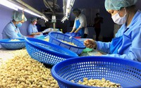 Campuchia, nhà cung cấp top đầu một loại hạt cho Việt Nam đang gặp khó, nguồn cung cho Việt Nam có bị ảnh hưởng?