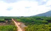 Những nông dân chơi lớn ở Bình Phước, người bỏ 250 triệu mua thêm đất, người hiến luôn 8 sào trồng tiêu để mở đường