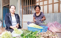 Ở xã này của Kiên Giang, người Khmer trồng riềng lấy ngó kiểu gì mà nhà nào cũng "hái" ra tiền?
