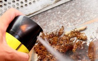 Kinh doanh chế phẩm diệt côn trùng cần đáp ứng điều kiện gì để không bị xử phạt?