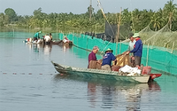 Nuôi cá ruộng ở Hậu Giang kiểu gì lạ lắm, chả phải cho ăn mấy, cá vẫn lớn, bắt được la liệt cá đồng