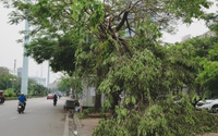 Nhiều ngày sau cơn giông, một số tuyến đường ở Hà Nội vẫn ngổn ngang cây đổ