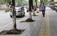 Hàng loạt cây xanh nhô cao rễ sau cải tạo vỉa hè, mùa mưa bão cực kỳ nguy hiểm ở Hà Nội