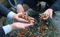 Ở vùng ven biển Nam Định, dân nuôi con ốc đặc sản này, cứ 1ha bắt lên 50 tấn, bán 250.000-350.000 đồng/kg