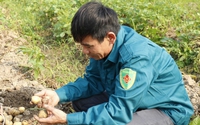 Anh nông dân chăm chỉ đất Thái Bình thu 100 tấn thóc, 3 tấn khoai tây, còn đào ao thả cá, nuôi vịt 