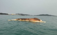 Chôn cất xác cá voi 10 tấn dạt vào vùng biển Cô Tô