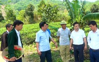 Hội Nông dân tỉnh Lào Cai: Mở lớp dạy trồng, khai thác, chế biến và bảo quản sản phẩm quế cho nông dân