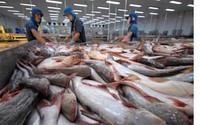Nhiều nước tìm mua cá tra Việt Nam trong bối cảnh lạm phát, rủi ro an ninh cung ứng
