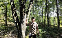 Nhặt hạt rừng đem về vườn ươm, "liều" trồng thứ cây chả giống ai, ông nông dân Bình Định bán 1 triệu/cây