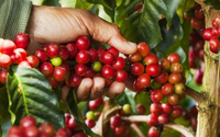 Giá cà phê ngày 10/5: Tăng liên tiếp, lấy lại mốc 100.000 đồng/kg 