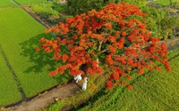 Độc đáo 'cây phượng cô đơn' nở hoa đỏ rực giữa cánh đồng xanh mát thu hút nhiều người đến check-in