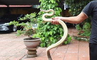 Vận chuyển trái phép 3 con rắn ráo trâu, là động vật hoang dã quý hiếm, một người ở Bắc Giang bị phạt 6 triệu