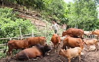 Phát triển chăn nuôi bền vững, từng bước nâng cao thu nhập cho nông dân vùng cao Bắc Yên 