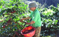 Nông dân một xã ở Lâm Đồng trồng cà phê kiểu gì mà bán nhân được giá hơn 100.000 đồng/kg?