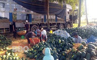 Một loại quả ngon ở Bình Định, mùa này dân trồng thành công, 10 trái như 10, bán giá hời