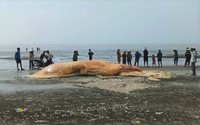 Phần xác một con cá voi khổng lồ dạt vào biển Diễn Hùng của tỉnh Nghệ An