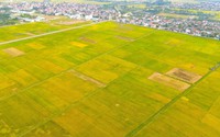 Lúa đông xuân chín vàng rực trên các cánh đồng ở Nghệ An, người dân phấn khởi vì năm nay lúa được mùa