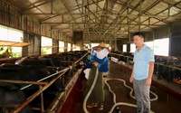 Doanh nhân Hải Dương tay ngang nuôi bò 3B mà đạt doanh thu 15 tỷ