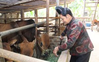 Nông dân Thuận Châu khai thác tiềm năng, lợi thế của địa phương để phát triển kinh tế