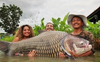 Choáng váng: Anh thanh niên câu được con cá chép Xiêm khổng lồ nặng gần 60kg