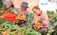 Trồng cây ra loại quả ngon, năng suất vải thiều giảm 30%, sao nông dân Đắk Lắk vẫn "vui như Tết"?