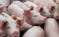 Giá lợn hơi kéo dài đà tăng, đỉnh mới đã lên tới 67.000 đồng/kg