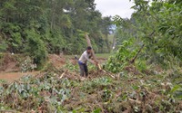 Thái Nguyên: Mưa dông khiến hàng chục hecta lúa đổ rạp, nhiều nhà dân bị tốc mái