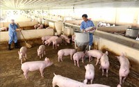 Giá lợn hơi tăng cao ở Việt Nam, nhà nào có lợn bán, nhà đó cầm cục tiền to, có nhà lãi tiền tỷ