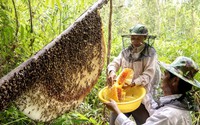 Về đất rừng U Minh Hạ lội rừng săn ong mật, đặt lọp bắt cá đồng, thưởng thức bao sản vật đặc trưng 