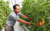Trồng ớt tiêu chuẩn toàn cầu ở Lâm Đồng kiểu gì mà vườn tốt um, nông dân thu hàng trăm triệu?