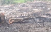 Vừa khởi tố vụ phá rừng phòng hộ cũ, lại phát hiện vụ phá rừng mới tại huyện miền núi ở Bình Định