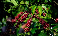 Giá cà phê ngày 14/5: Dứt đà hồi phục khi nguồn cung cà phê có dấu hiệu tăng trở lại