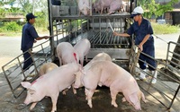 Mức giá 67.000 đồng/kg lợn hơi lan rộng ra nhiều tỉnh phía Bắc, người nuôi lãi gần 30%