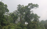 Một khu rừng ở Lào Cai thấy la liệt cây cổ thụ tuổi thọ hàng trăm năm, có cây đã 1.000 tuổi?