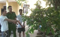 Bắt giữ 3 đối tượng gây ra loạt vụ trộm cây mai cảnh ở Thừa Thiên Huế 