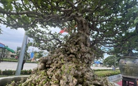 Loạt gốc bonsai "độc lạ" của gần 100 nhà vườn quy tụ về huyện trung du tại Bình Định